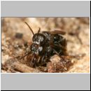 Miscophus ater - Grabwespe 03a 5-6mm Paarung und Spinne.jpg